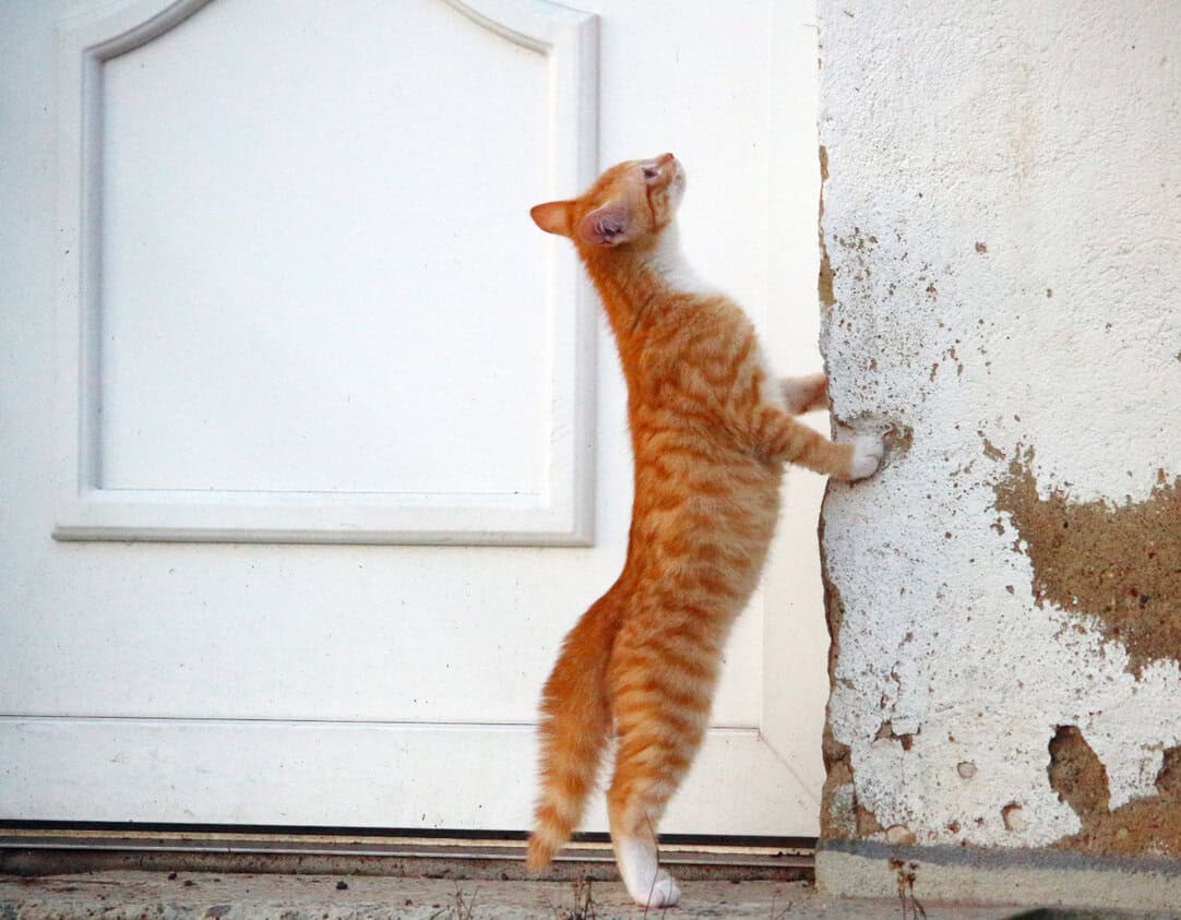 Cat scratching on door at clearance night